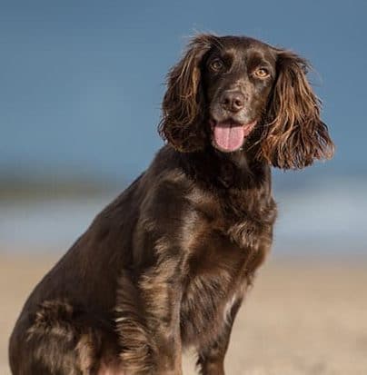 cocker_spaniel_brown_l